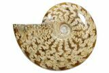 Polished Ammonite (Cleoniceras) Fossil - Madagascar #348506-1